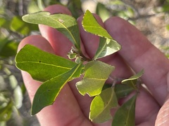 Diospyros intricata