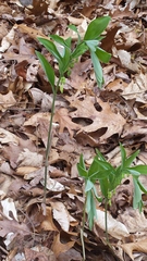 Polygonatum pubescens