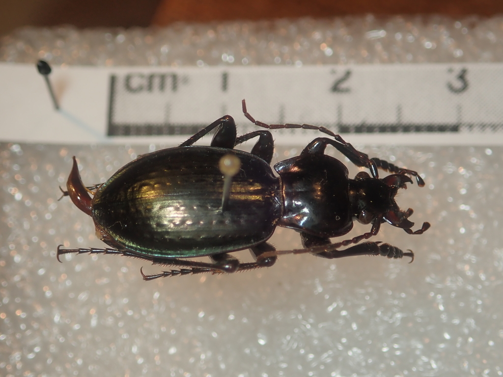 Nesaeocarabus