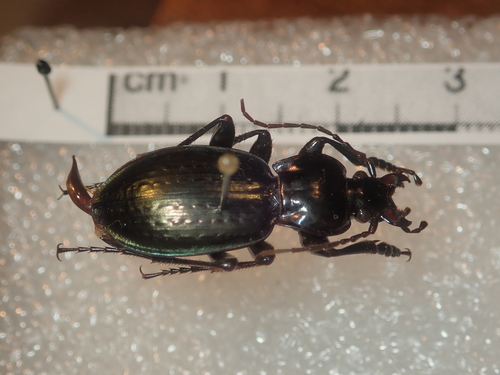 Carabus faustus