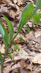 Polygonatum pubescens