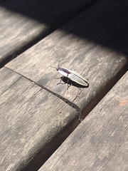 Chalcolepidius limbatus