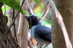 Myrmoborus lugubris stictopterus