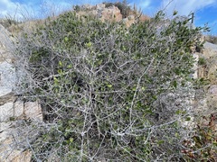Diospyros intricata