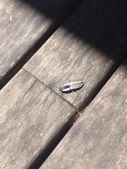 Chalcolepidius limbatus
