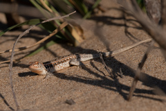 Liolaemus wiegmannii