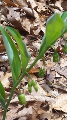 Polygonatum pubescens