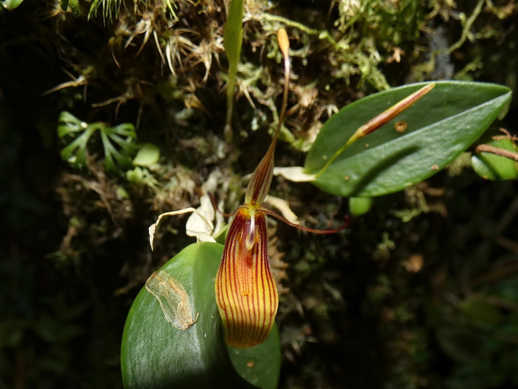Restrepia antennifera