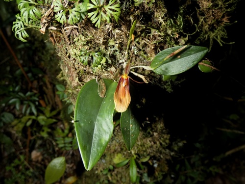 Restrepia trichoglossa, photograph 3