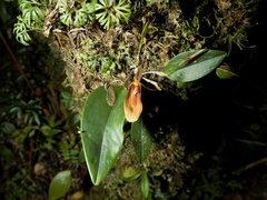 Restrepia trichoglossa
