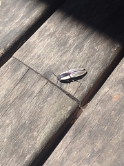 Chalcolepidius limbatus