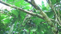 Malacoptila mystacalis