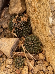 Mammillaria peninsularis