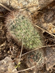 Echinocereus sciurus
