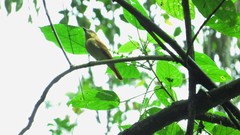 Pachyramphus cinnamomeus