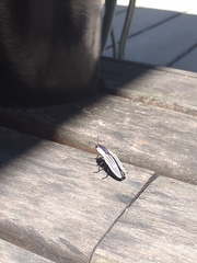 Chalcolepidius limbatus