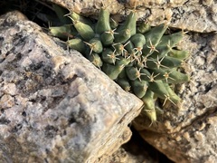 Mammillaria peninsularis