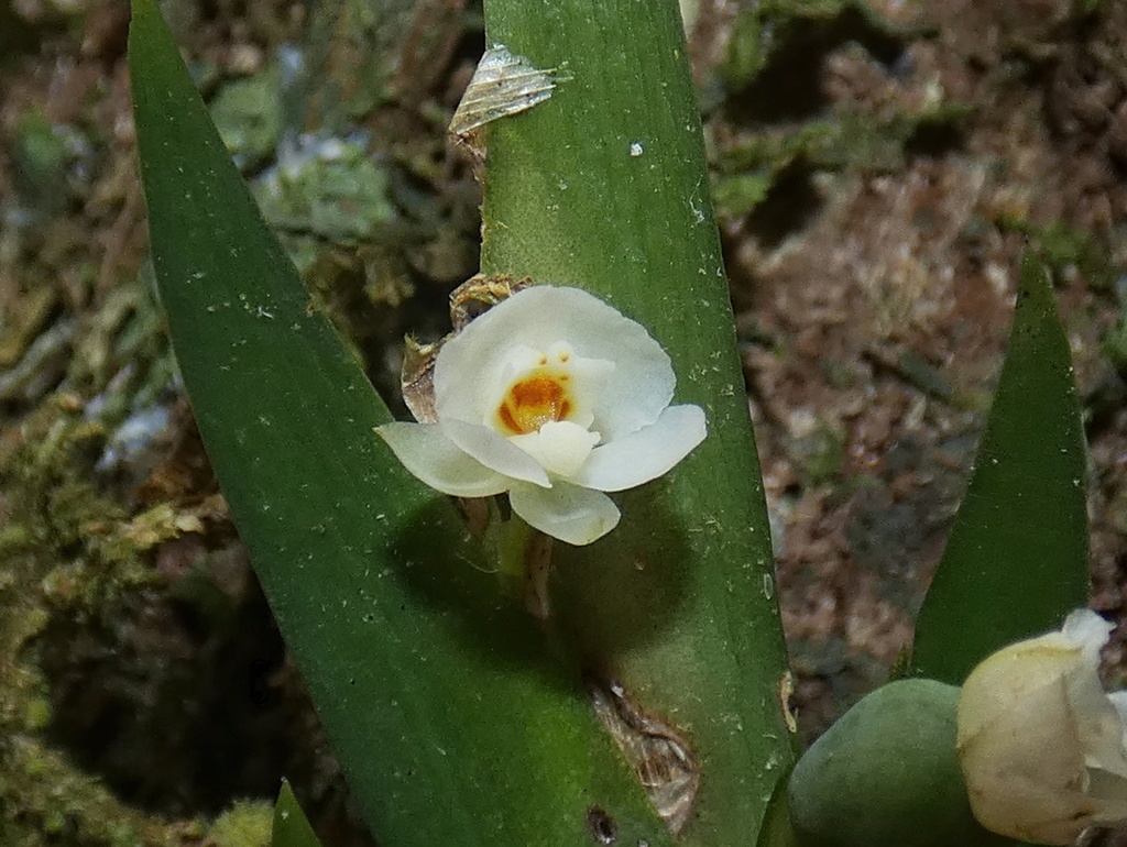 Lockhartia hercodonta