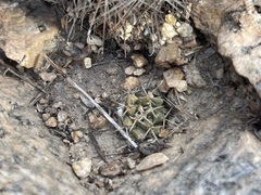 Mammillaria peninsularis