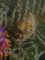 Peristernia ustulata