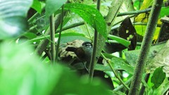 Cantorchilus nigricapillus