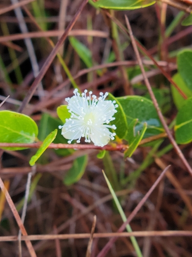 Image of Mosiera longipes by (c) Jay Horn, some rights reserved (CC BY)