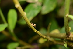 Leptofreya