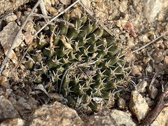 Mammillaria peninsularis