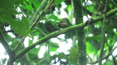 Machaeropterus striolatus