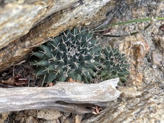 Mammillaria peninsularis