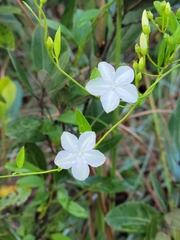 Jacquemontia curtissii image
