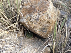 Mammillaria peninsularis