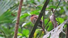 Malacoptila mystacalis