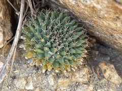 Mammillaria peninsularis