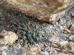 Mammillaria peninsularis