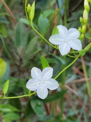 Jacquemontia curtissii image