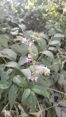 Calopogonium caeruleum