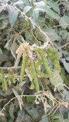 Calopogonium caeruleum