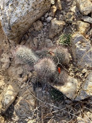 Mammillaria peninsularis