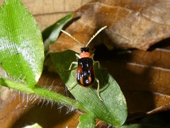 Paratriarius
