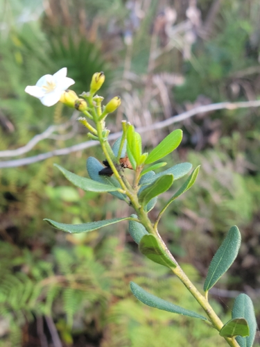 Smooth strongbark (Bourreria havanensis)