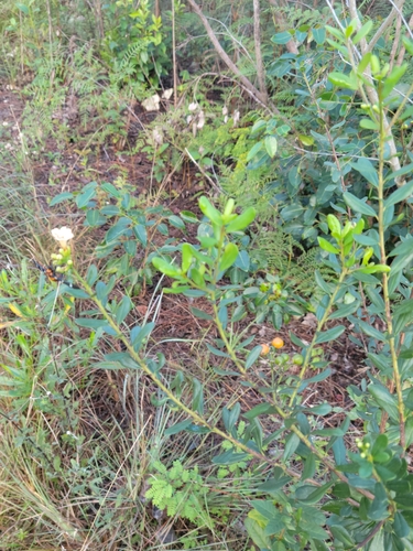 Bourreria havanensis, photograph 1