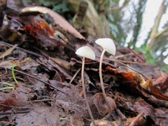 Mycena galericulata