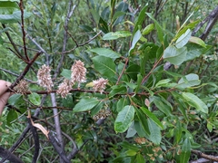 Salix pyrifolia