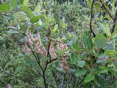 Salix pyrifolia