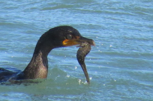Northern Seahorse photographed in Florida