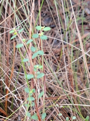 Euphorbia porteriana image