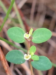 Euphorbia porteriana image