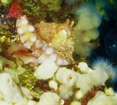 Enteroctopus dofleini