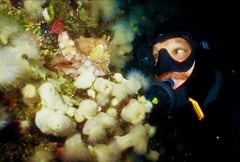 Enteroctopus dofleini